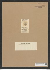 Amphitetras grevillei De-Toni (de-Toni-Nr.: Genus 137, Species 3634) Zeichnungen Sammlung Grunow Nr. 7129 (NHMW-BOT-W0376095)